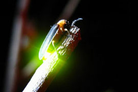 Alishan Fireflies