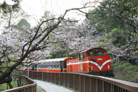 Alishan Cherry Blossom Season