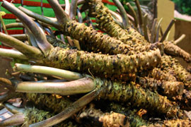 Alishan Wasabi (Green Mustard Root)