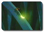 Firefly