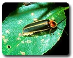 Firefly