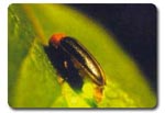 Firefly