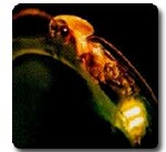 Firefly