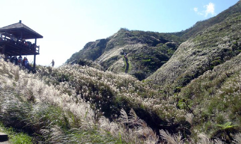 草嶺古道芒花季