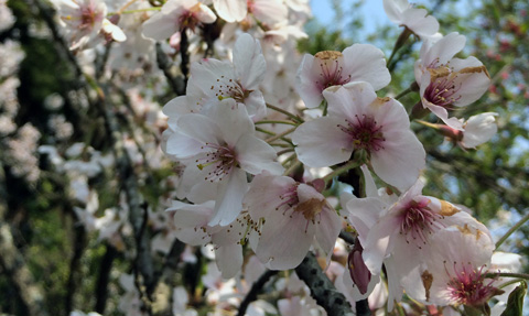 阿里山櫻花季