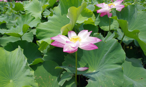 台南白河蓮花季