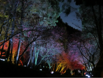 Evening event at Formosan Aboriginal Cultural Village