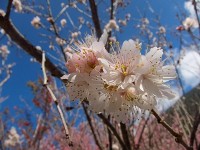 2014 Appreciate Beautiful Cherry Blossoms in Taipei