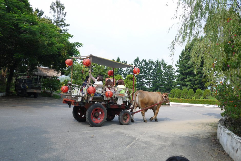 走马濑农场牛车体验 摄影：三井