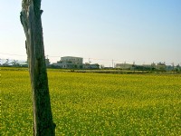 通霄油菜花<br/> 攝影：Eva隨手拍