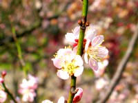 梅花<br/> 攝影：馮順