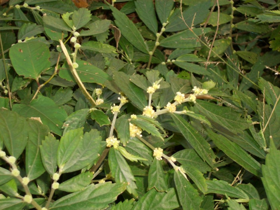 路边特殊植物 摄影：鄭瑄頤