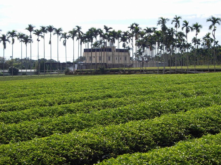 茶园 摄影：老山羊部落格