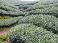 八卦茶園<br/> 攝影：Eva隨手拍