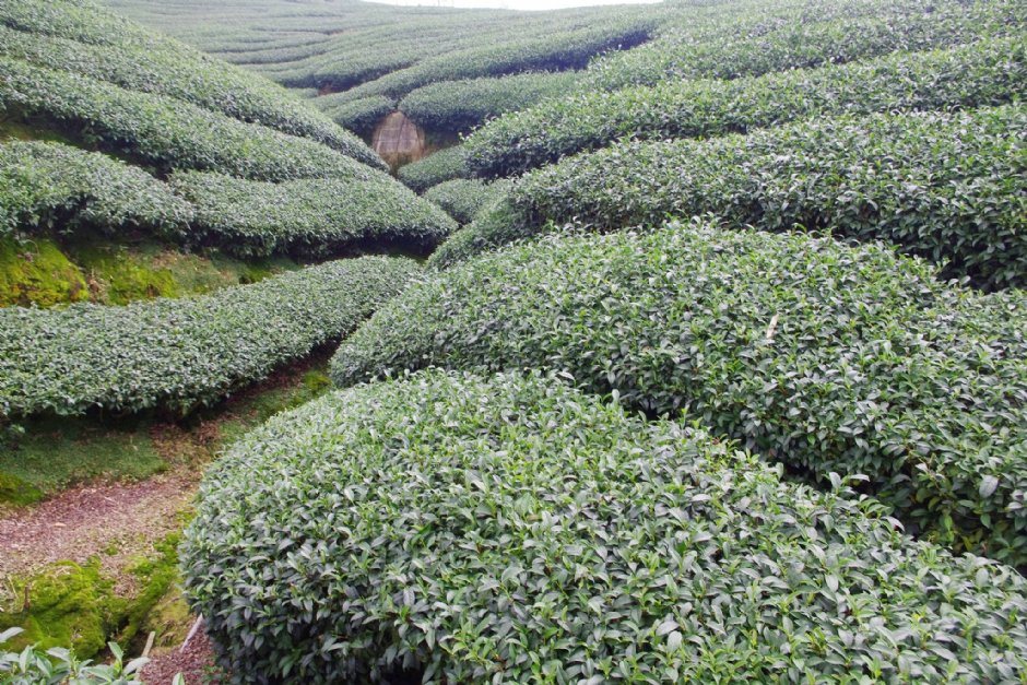 八卦茶園 攝影：Eva隨手拍