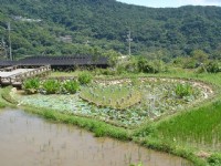 後湖濕地-同心池<br/> 攝影：陳美吟