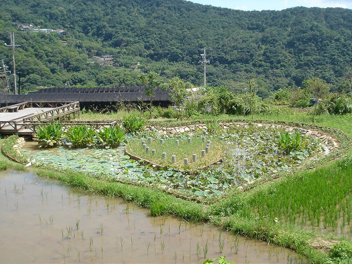 後湖濕地-同心池 攝影：陳美吟