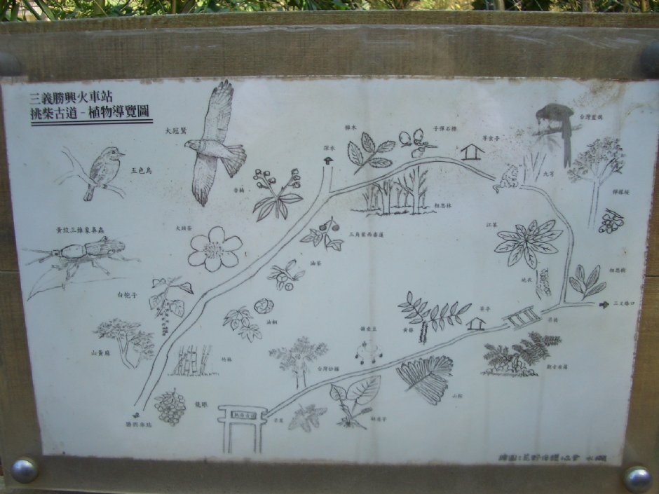 植物导览图 摄影：鄭瑄頤