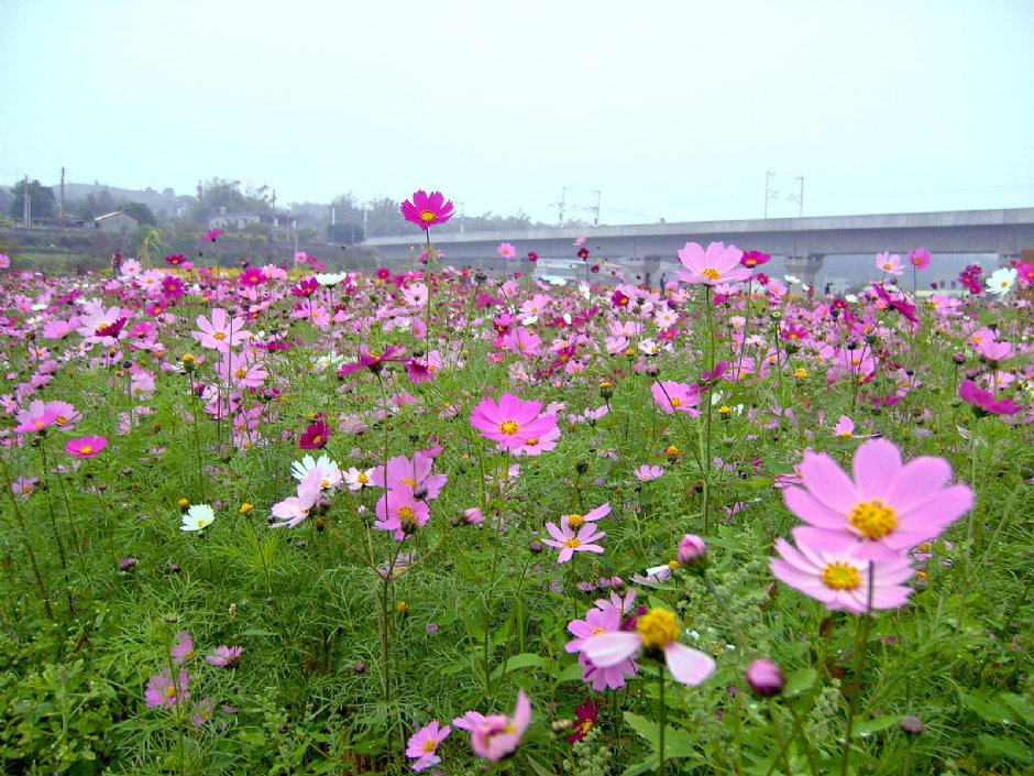 通霄金果乳香花海 攝影：Eva隨手拍