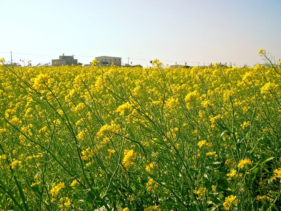 通霄菜花 攝影：Eva隨手拍
