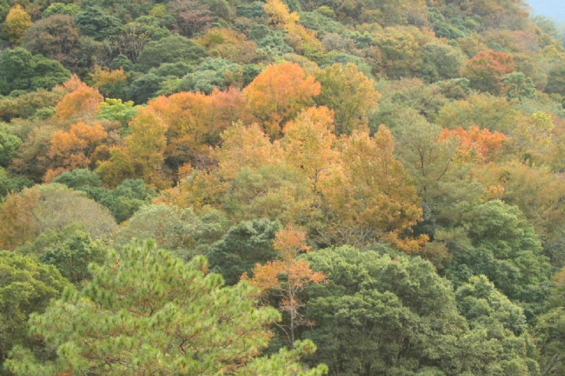 Photo:老山羊部落格