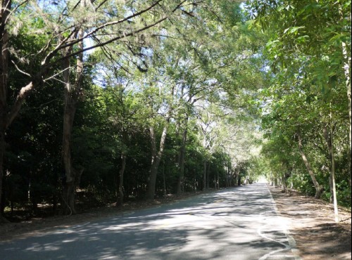 Wuling Green Tunnel