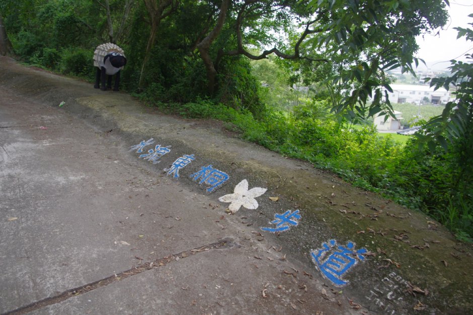 永丰六分桐花步道 摄影：Eva隨手拍