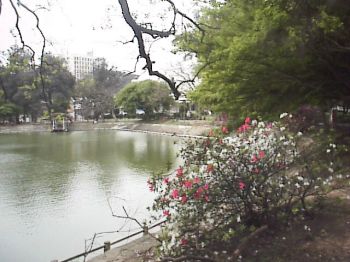 杜鹃盛开 摄影：郭香妙