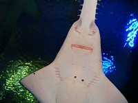 魟魚<br/> 攝影：林錦萍