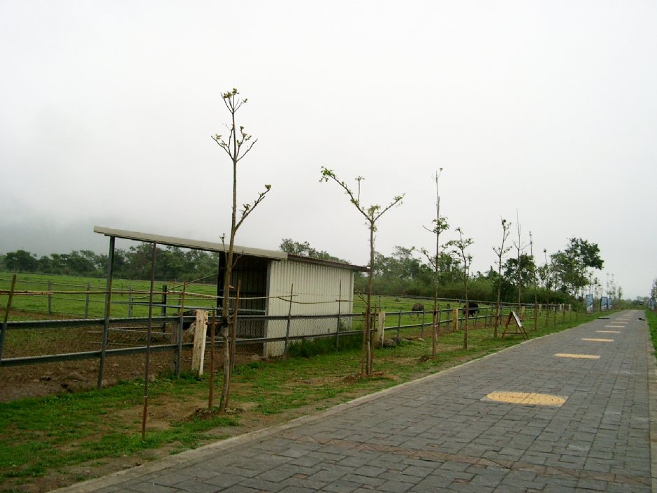 Photo:Eva隨手拍