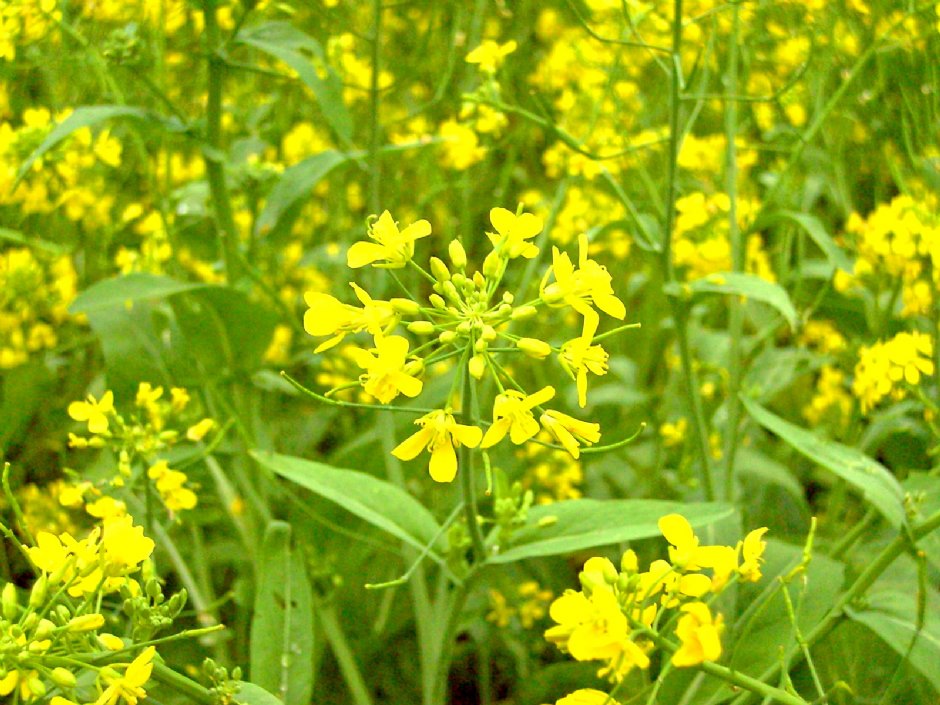 通霄油菜花 攝影：Eva隨手拍