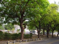 虎尾糖厂外道路<br/> 摄影：Eva隨手拍