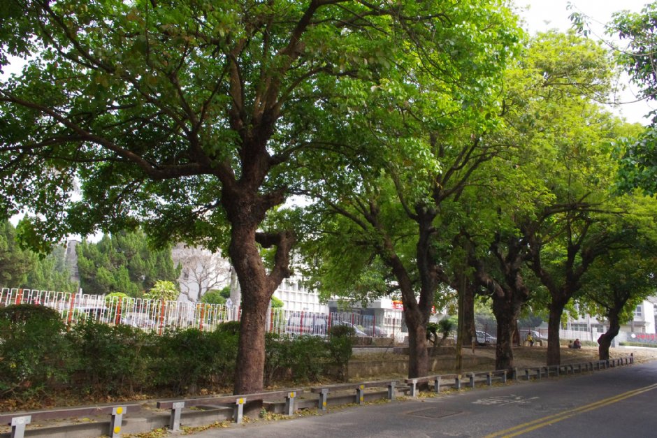 虎尾糖厂外道路 摄影：Eva隨手拍