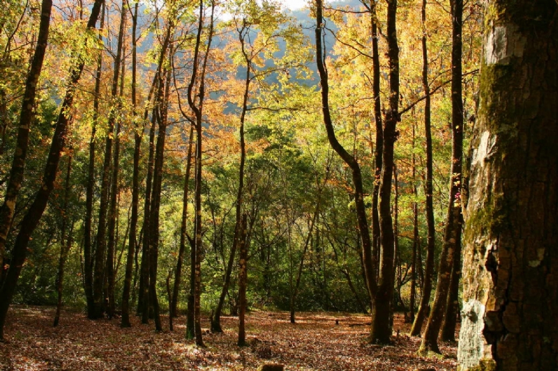 Photo:老山羊部落格