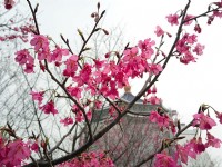 Photo:Eva隨手拍
