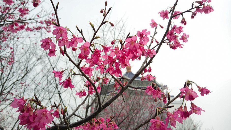 Photo:Eva隨手拍