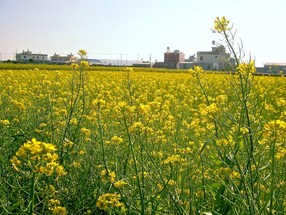 通霄油菜花 攝影：Eva隨手拍