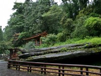 Alishan Sacred Tree