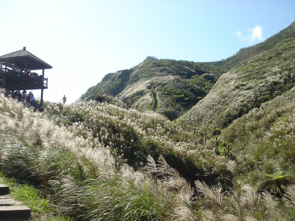 仰望步道 摄影：陳美吟