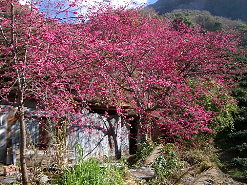 粉紅桃花 攝影：老山羊資訊網