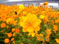 通霄金果乳香花海<br/> 攝影：Eva隨手拍