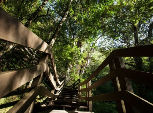 拉拉山自然保護區(達觀山)-園區內步道