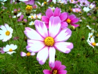 通霄金果乳香花海<br/> 攝影：Eva隨手拍