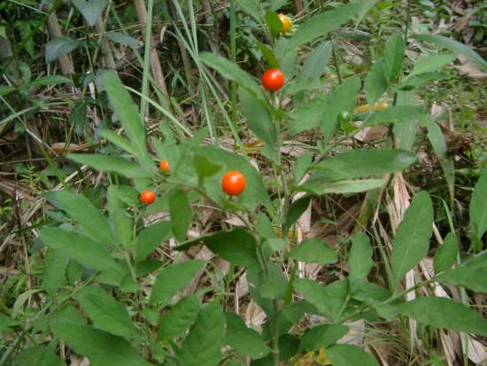 小番茄? 摄影：老山羊