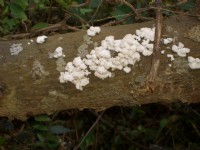 特殊植物景观<br/> 摄影：鄭瑄頤