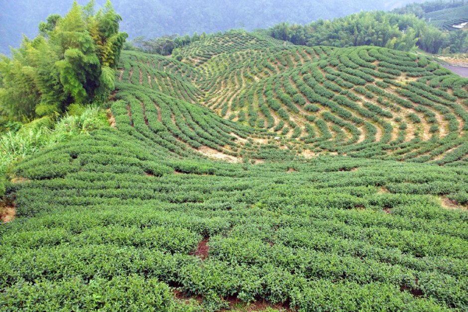 八卦茶園 攝影：Eva隨手拍