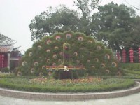 孔雀開屏像<br/> 攝影：郭香妙