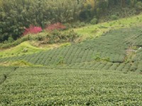 樱花季的樟树湖茶园<br/> 摄影：老山羊部落格