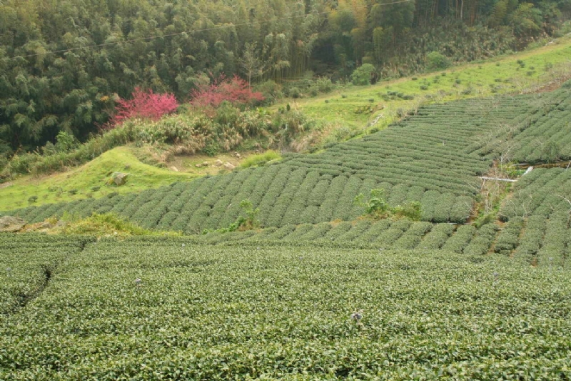 樱花季的樟树湖茶园 摄影：老山羊部落格