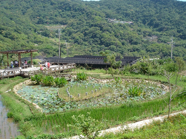 後湖濕地-同心池 攝影：陳美吟